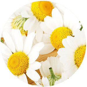 Daisy_Flower_Extract