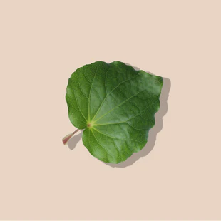 Kawakawa_155x155@2x