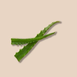 Aloe_Vera_3_155x155@2x